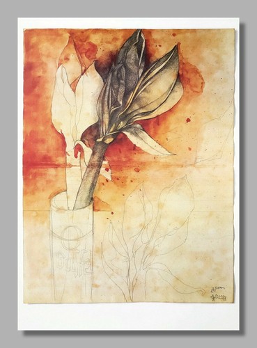 Bruno bruni amaryllis - bruni,